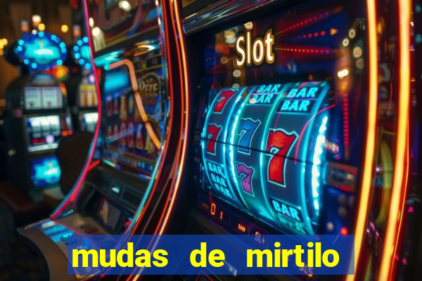 mudas de mirtilo em porto alegre